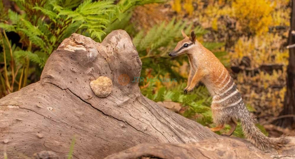 WILD LIFE Sydney Zoo Tickets & Offer - Darling Harbour - Exclusive Offer - JTR Holidays - Image 1 of 5