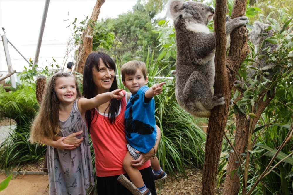 WILD LIFE Sydney Zoo - Experience the thrill of the Australian outback at WILD LIFE Sydney Zoo! Start your day with a delectable breakfast alongside adorable koalas. Get up close with crocs, kangaroos, and emus, while learning about animal conservation. Book your tickets with KKday today for an adventure you won't forget. WILD LIFE Sydney Zoo - Image 2 of 5