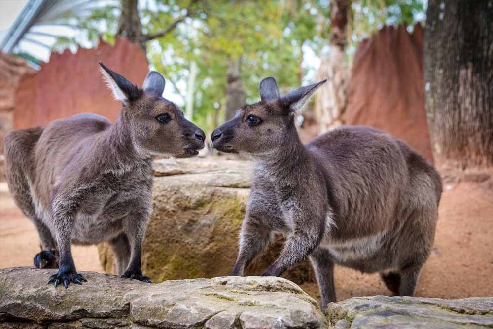 Zoo Vie Sauvage de Sydney - Image 3 sur 5