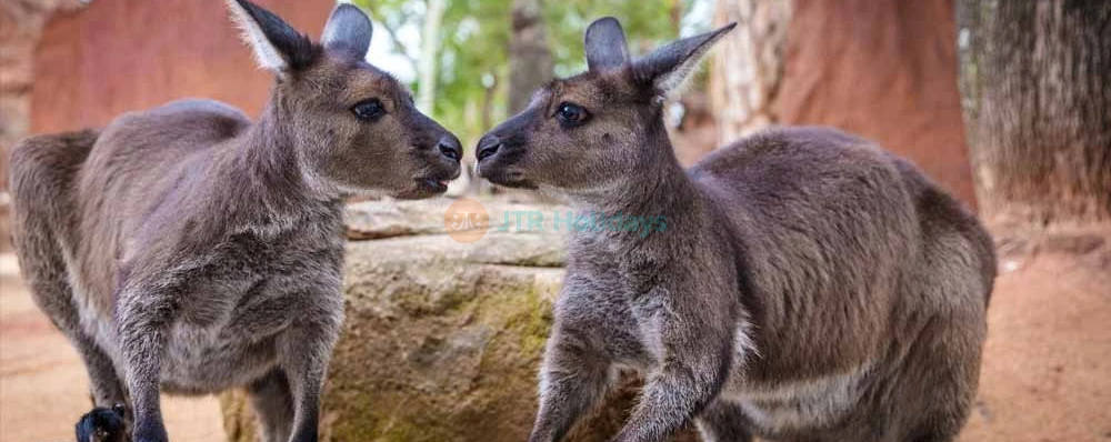 WILD LIFE Sydney Zoo Tickets & Offer - Darling Harbour - Exclusive Offer - JTR Holidays - Image 3 of 5