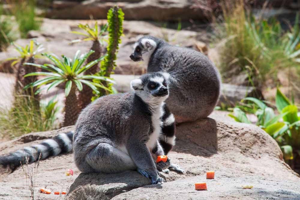 Zoo Vie Sauvage de Sydney - Image 4 sur 5