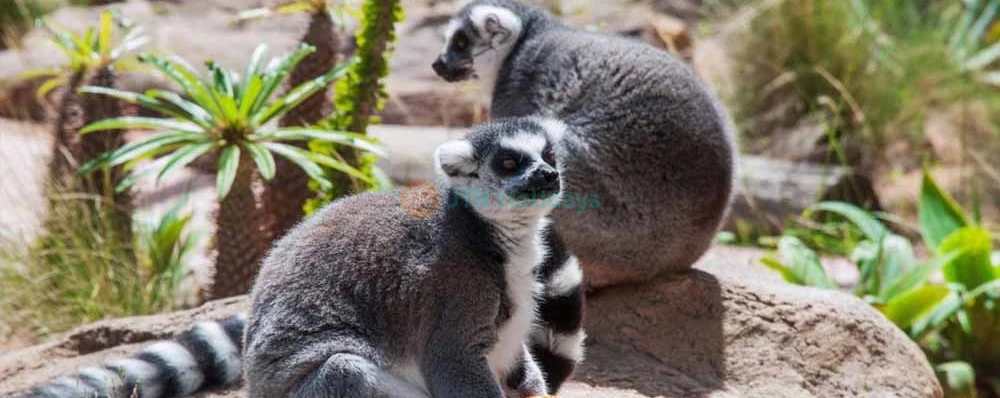 WILD LIFE Sydney Zoo Tickets & Offer - Darling Harbour - Exclusive Offer - JTR Holidays - Image 4 of 5