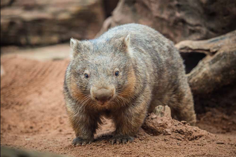 WILD LIFE Sydney Zoo - Experience the thrill of the Australian outback at WILD LIFE Sydney Zoo! Start your day with a delectable breakfast alongside adorable koalas. Get up close with crocs, kangaroos, and emus, while learning about animal conservation. Book your tickets with KKday today for an adventure you won't forget. WILD LIFE Sydney Zoo - Image 5 of 5