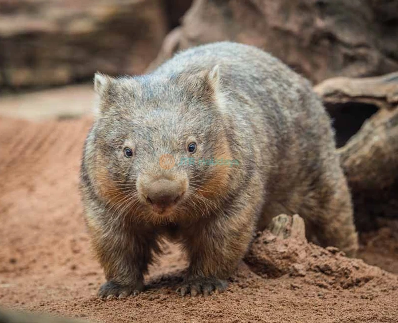 WILD LIFE Sydney Zoo Tickets & Offer - Darling Harbour - Exclusive Offer - JTR Holidays - Image 5 of 5