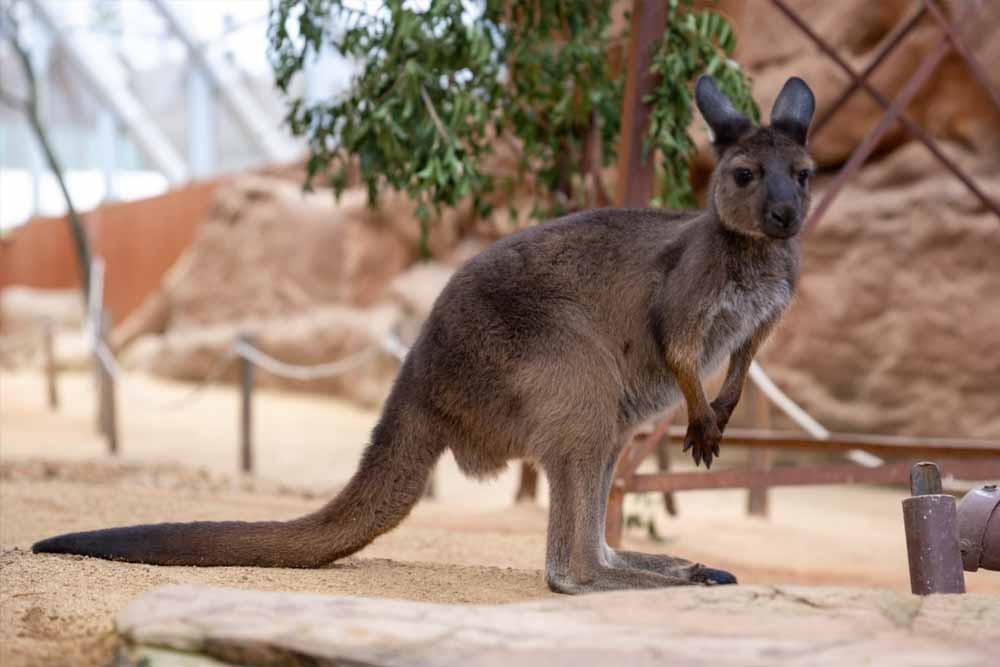 WILD LIFE Sydney Zoo - Image 7 of 9