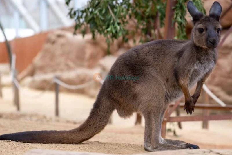 WILD LIFE Sydney Zoo Tickets & Offer - Darling Harbour - Exclusive Offer - JTR Holidays - Image 7 of 9