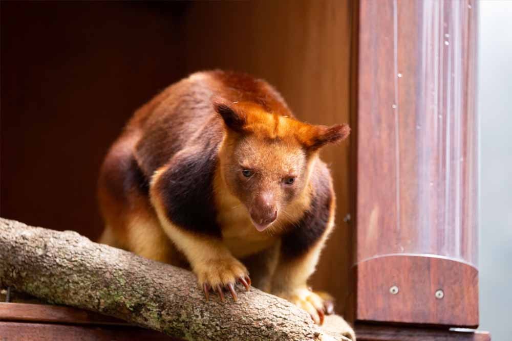 WILD LIFE Sydney Zoo - Image 8 of 9