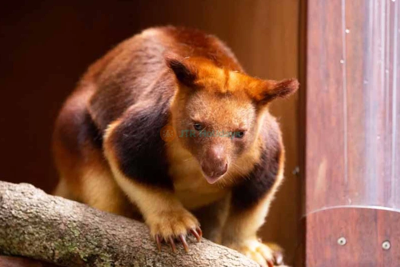 WILD LIFE Sydney Zoo Tickets & Offer - Darling Harbour - Exclusive Offer - JTR Holidays - Image 8 of 9