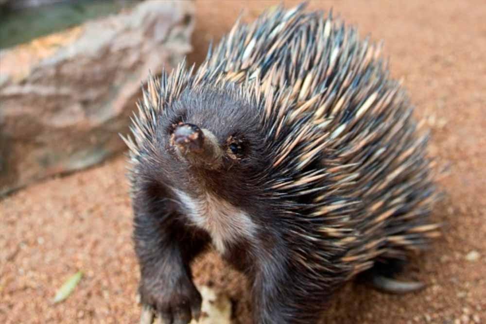 WILD LIFE Sydney Zoo - Image 9 of 9