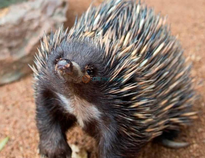 WILD LIFE Sydney Zoo Tickets & Offer - Darling Harbour - Exclusive Offer - JTR Holidays - Image 9 of 9