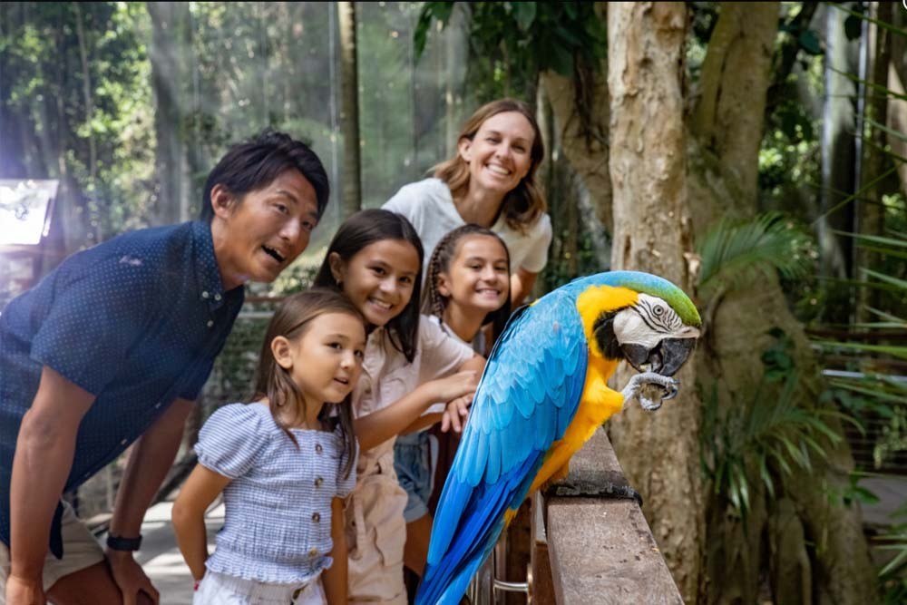 Sanctuaire animalier de Currumbin - Le Sanctuaire animalier de Currumbin est l'expérience phare de faune indigène et de forêt tropicale côtière de la Gold Coast. En activité depuis plus de 70 ans, ce jardin zoologique de 27 hectares inscrit au patrimoine abrite des mammifères indigènes, des reptiles, des oiseaux, des amphibiens et des espèces exotiques. Sanctuaire animalier de Currumbin - Image 2 sur 5