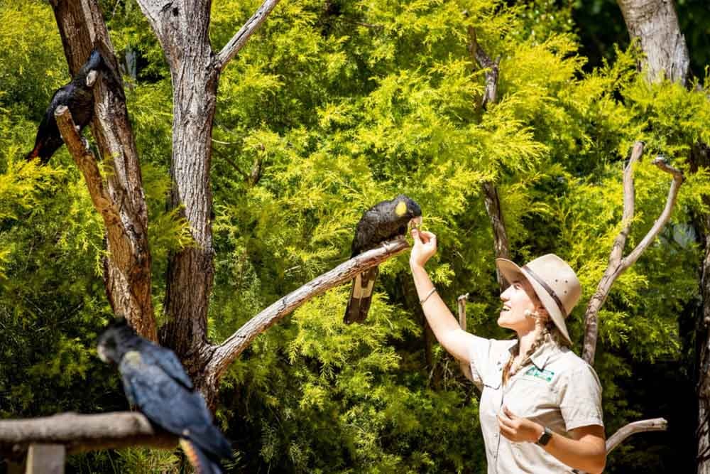 Currumbin Wildlife Sanctuary Australia - Image 4 of 9