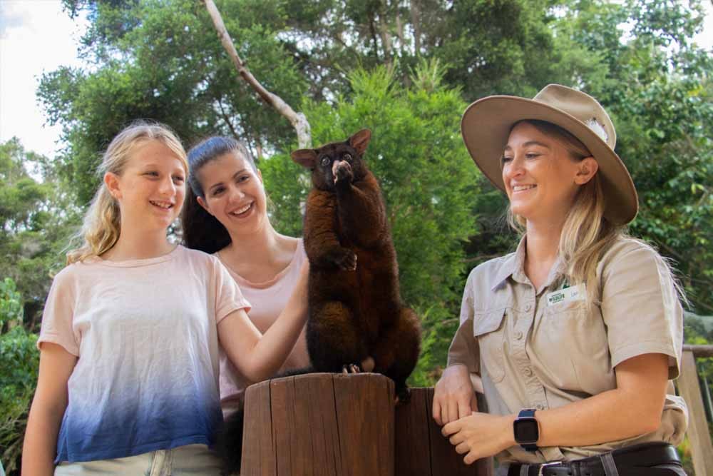 Sanctuaire animalier de Currumbin - Le Sanctuaire animalier de Currumbin est l'expérience phare de faune indigène et de forêt tropicale côtière de la Gold Coast. En activité depuis plus de 70 ans, ce jardin zoologique de 27 hectares inscrit au patrimoine abrite des mammifères indigènes, des reptiles, des oiseaux, des amphibiens et des espèces exotiques. Sanctuaire animalier de Currumbin - Image 5 sur 5