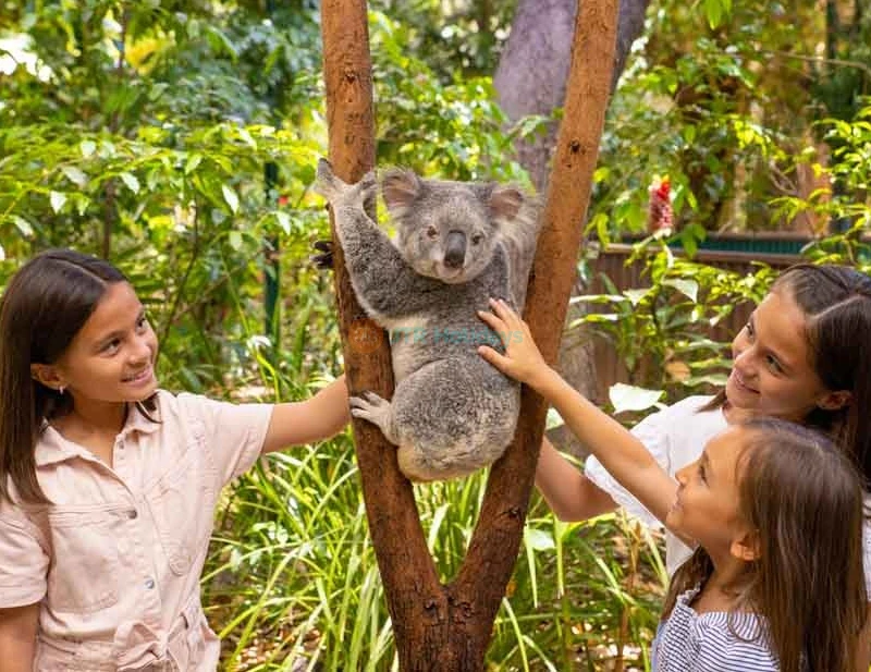 Currumbin Wildlife Sanctuary Tickets Australia - Buy Online Offer - JTR Holidays - Image 6 of 9