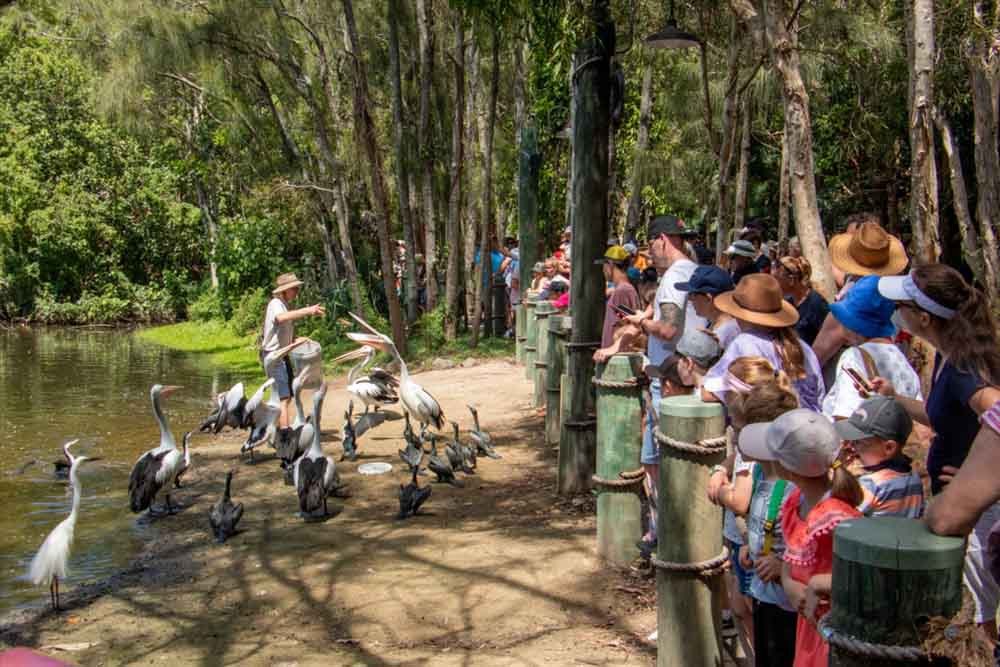 Currumbin Wildlife Sanctuary Australia - Image 7 of 9