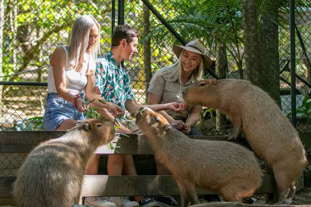 Currumbin Wildlife Sanctuary Australia - Image 8 of 9