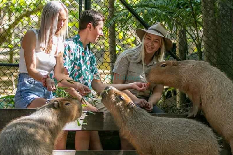 Currumbin Wildlife Sanctuary Tickets Australia - Buy Online Offer - JTR Holidays - Image 8 of 9
