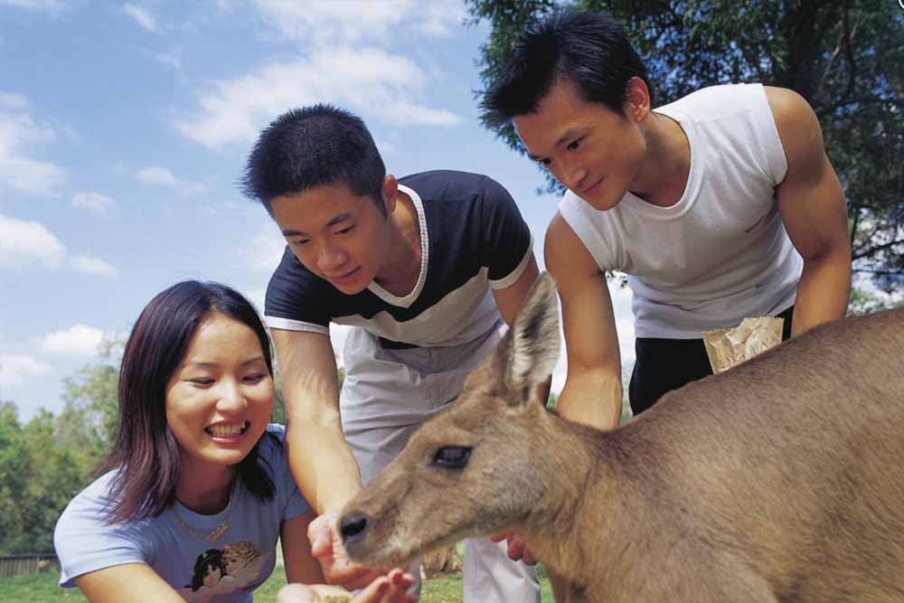 Currumbin Wildlife Sanctuary Australia - Image 9 of 9