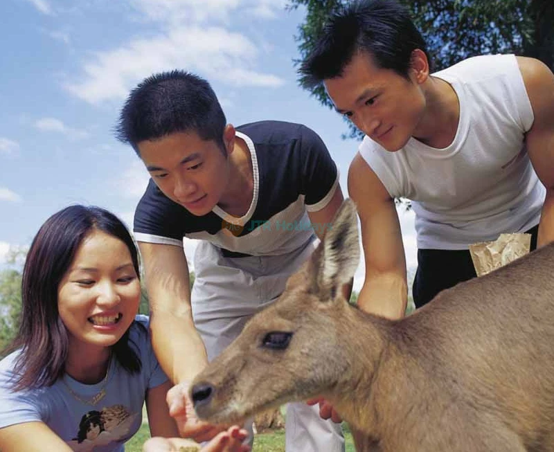 Currumbin Wildlife Sanctuary Tickets Australia - Buy Online Offer - JTR Holidays - Image 9 of 9
