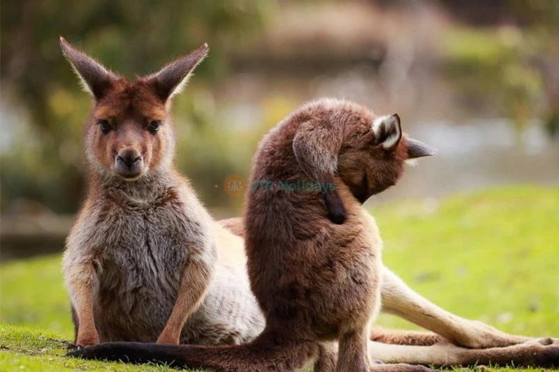 Ballarat Wildlife Park Victoria
