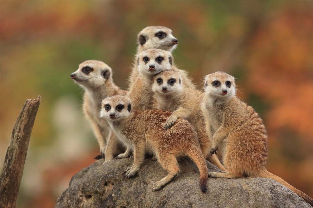 Ballarat Wildlife Park Victoria - Image 1 of 8