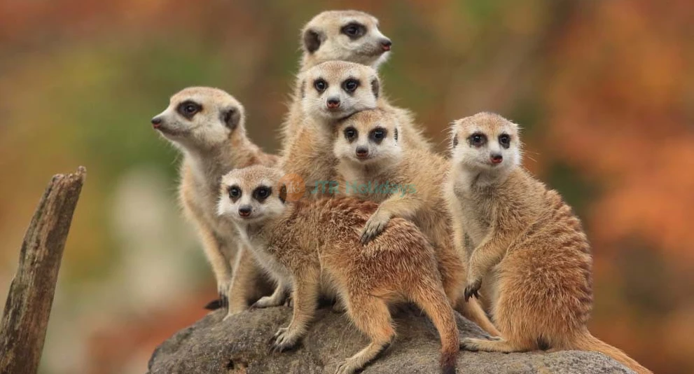 Ballarat Wildlife Park Tickets - Book Online - Melbourne Victoria - JTR Holidays - Image 1 of 5