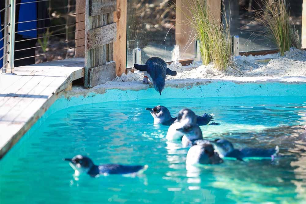Parc animalier de Ballarat, Victoria - Le Parc animalier de Ballarat est un parc familial qui met l'accent sur la création d'expériences de rencontre rapprochée uniques et significatives entre les visiteurs et la faune australienne indigène. Avec un parc ouvert qui permet à plus d'une centaine de kangourous en liberté de se promener, les visiteurs auront la chance de les nourrir à la main, entre autres possibilités d'interaction. Visitez la maison des reptiles et découvrez des serpents, des grenouilles et des lézards. Parc animalier de Ballarat, Victoria - Image 3 sur 5