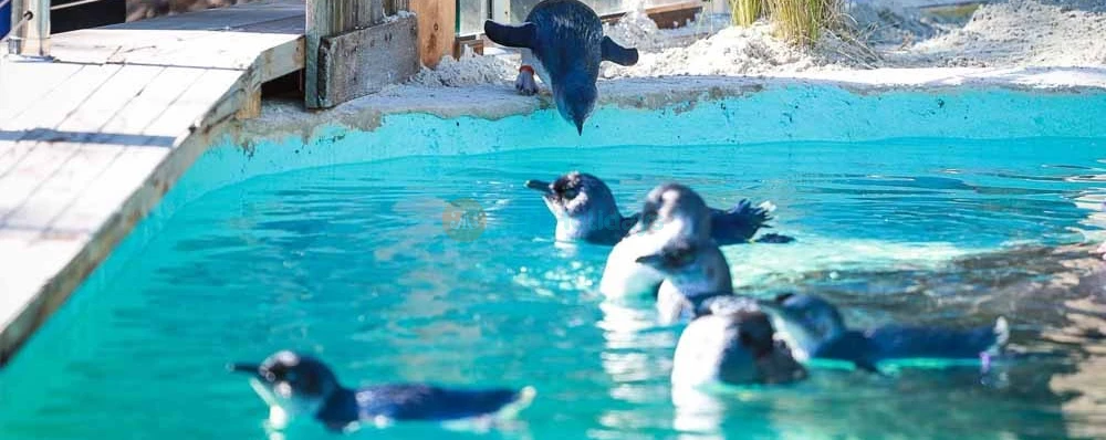 Ballarat Wildlife Park Tickets - Book Online - Melbourne Victoria - JTR Holidays - Image 3 of 5