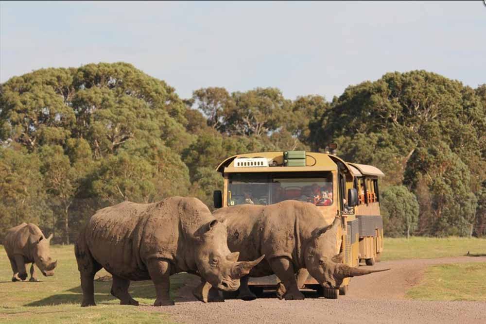 Parc animalier de Ballarat, Victoria - Le Parc animalier de Ballarat est un parc familial qui met l'accent sur la création d'expériences de rencontre rapprochée uniques et significatives entre les visiteurs et la faune australienne indigène. Avec un parc ouvert qui permet à plus d'une centaine de kangourous en liberté de se promener, les visiteurs auront la chance de les nourrir à la main, entre autres possibilités d'interaction. Visitez la maison des reptiles et découvrez des serpents, des grenouilles et des lézards. Parc animalier de Ballarat, Victoria - Image 4 sur 5