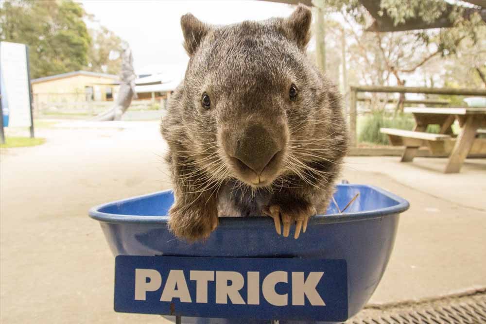 Ballarat Wildlife Park Victoria - Image 5 of 5