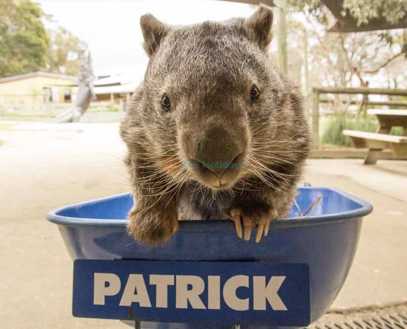 Ballarat Wildlife Park Tickets - Book Online - Melbourne Victoria - JTR Holidays - Image 5 of 5