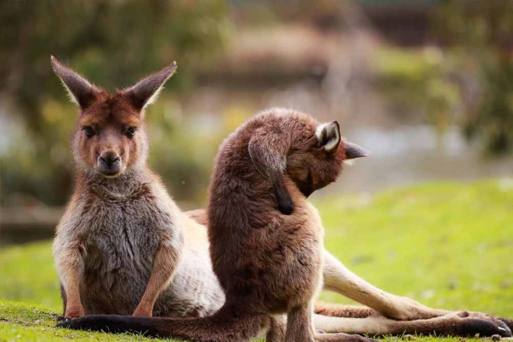 Ballarat Wildlife Park Victoria - Image 6 of 8
