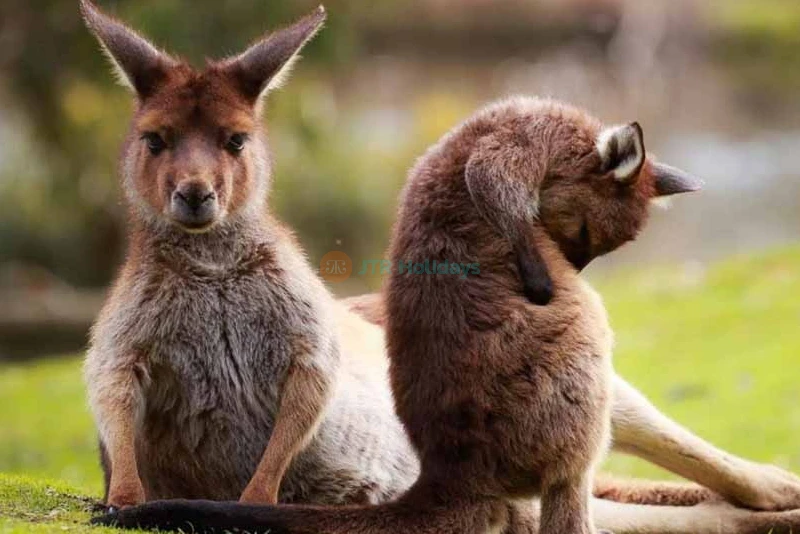 Ballarat Wildlife Park Tickets - Book Online - Melbourne Victoria - JTR Holidays - Image 6 of 8