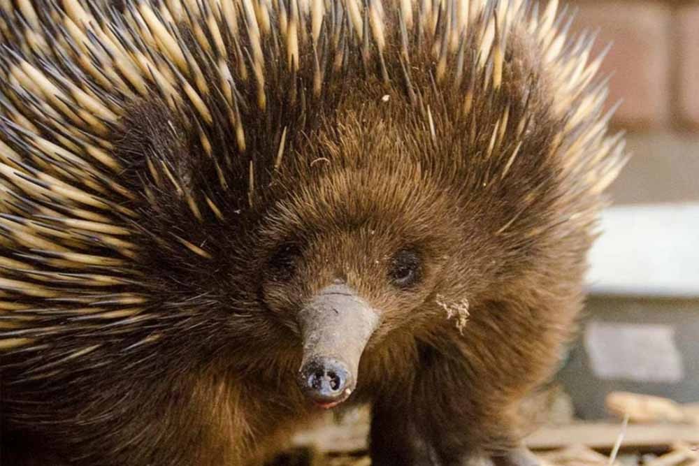 Ballarat Wildlife Park Victoria - Image 7 of 8