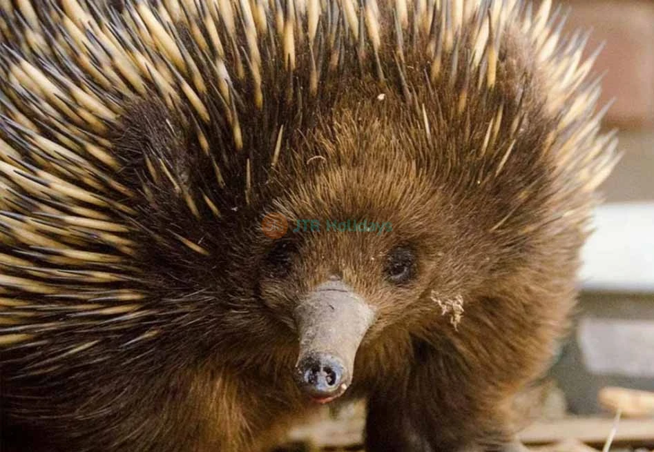 Ballarat Wildlife Park Tickets - Book Online - Melbourne Victoria - JTR Holidays - Image 7 of 8