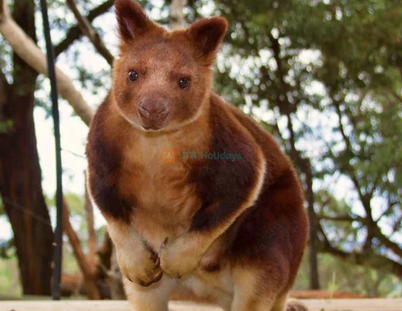 Ballarat Wildlife Park Tickets - Book Online - Melbourne Victoria - JTR Holidays - Image 8 of 8