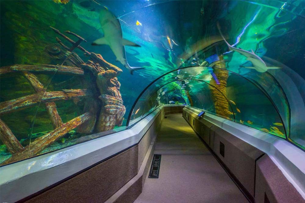 SEA LIFE Sunshine Coast Aquarium - Image 1 of 10