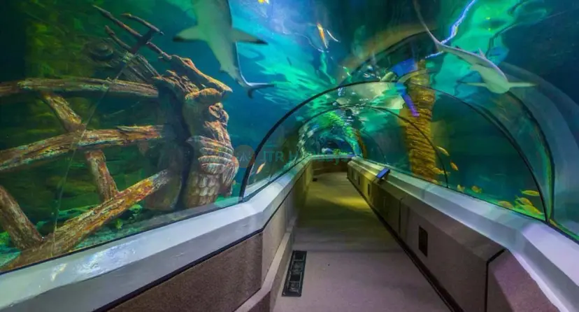 SEA LIFE Sunshine Coast Aquarium - Image 1 of 10