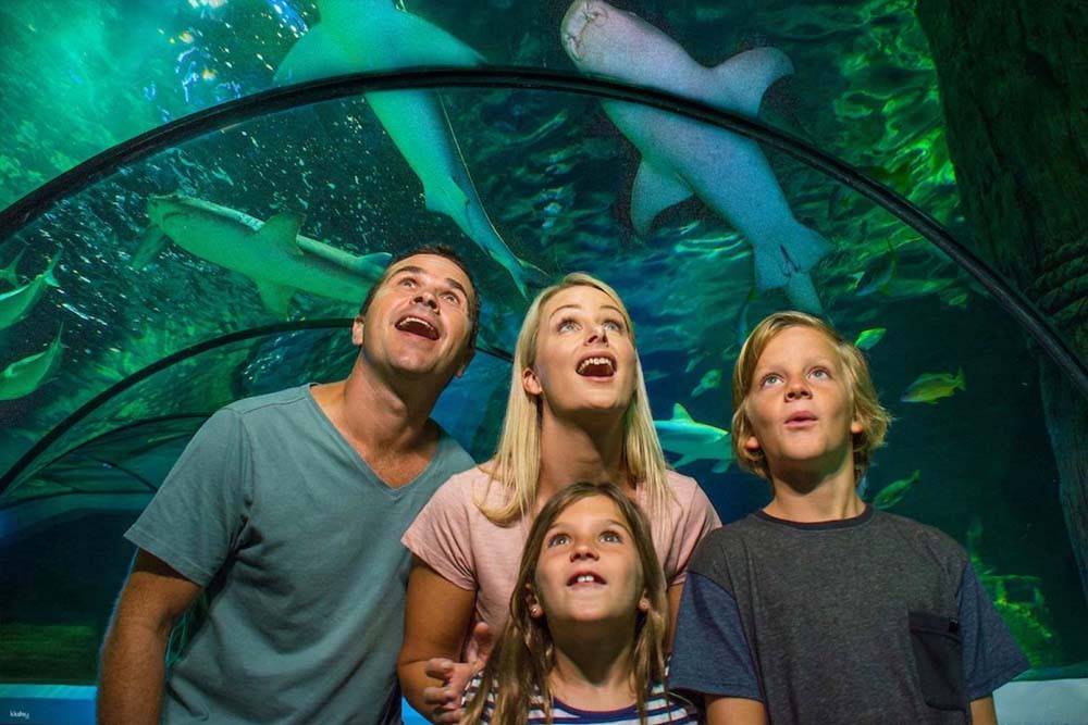 SEA LIFE Sunshine Coast Aquarium - Sea Life Sunshine Coast is a multi-award winning visitor attraction for a reason. There’s no other place on the Sunshine Coast that can take you on an amazing journey from the coast to the depths of the ocean and get up close to over 10,000 creatures. Spread over 3 stories, there is plenty for everyone to enjoy but, if you’re still not convinced, here’s just a few reasons why Sea Life Sunshine Coast is one of the best things to do when on the Sunshine Coast. SEA LIFE Sunshine Coast Aquarium - Image 3 of 5