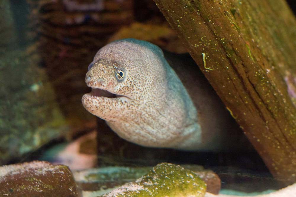 SEA LIFE Sunshine Coast Aquarium - Image 4 of 5