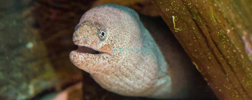 SEA LIFE Sunshine Coast Aquarium - Image 4 of 5