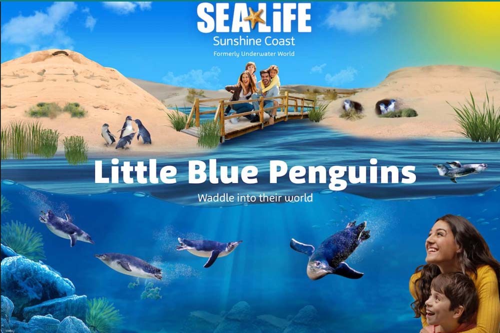 SEA LIFE Sunshine Coast Aquarium - Sea Life Sunshine Coast is a multi-award winning visitor attraction for a reason. There’s no other place on the Sunshine Coast that can take you on an amazing journey from the coast to the depths of the ocean and get up close to over 10,000 creatures. Spread over 3 stories, there is plenty for everyone to enjoy but, if you’re still not convinced, here’s just a few reasons why Sea Life Sunshine Coast is one of the best things to do when on the Sunshine Coast. SEA LIFE Sunshine Coast Aquarium - Image 5 of 5
