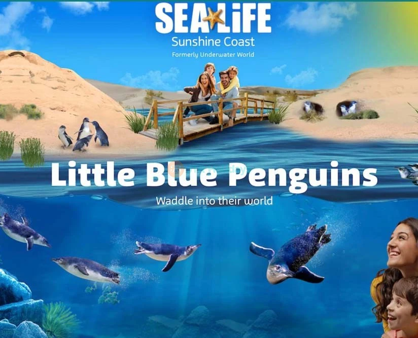 SEA LIFE Sunshine Coast Aquarium - Image 5 of 5