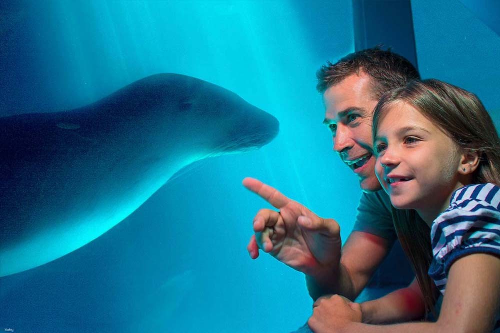 SEA LIFE Sunshine Coast Aquarium - Image 6 of 10