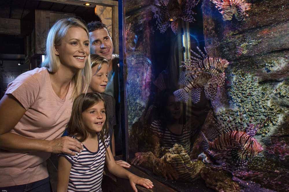 SEA LIFE Sunshine Coast Aquarium - Image 7 of 10