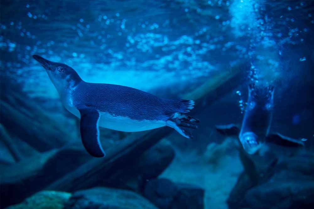SEA LIFE Sunshine Coast Aquarium - Image 9 of 10
