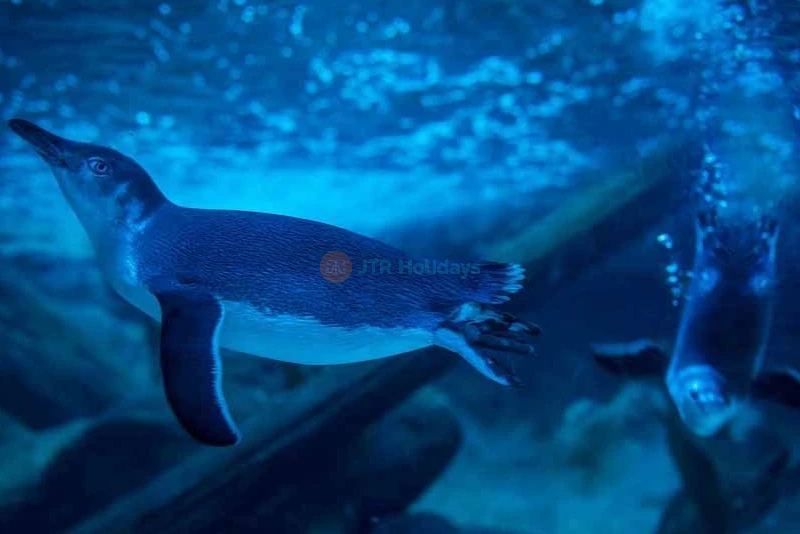 SEA LIFE Sunshine Coast Aquarium - Image 9 of 10