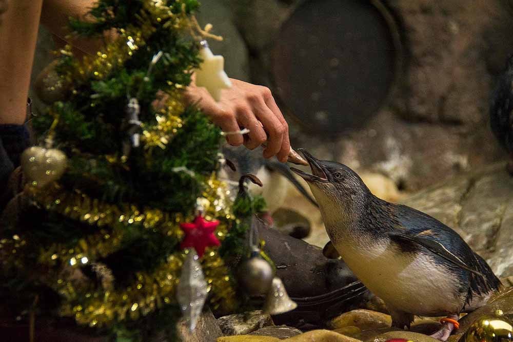 SEA LIFE Sunshine Coast Aquarium - Image 10 of 10