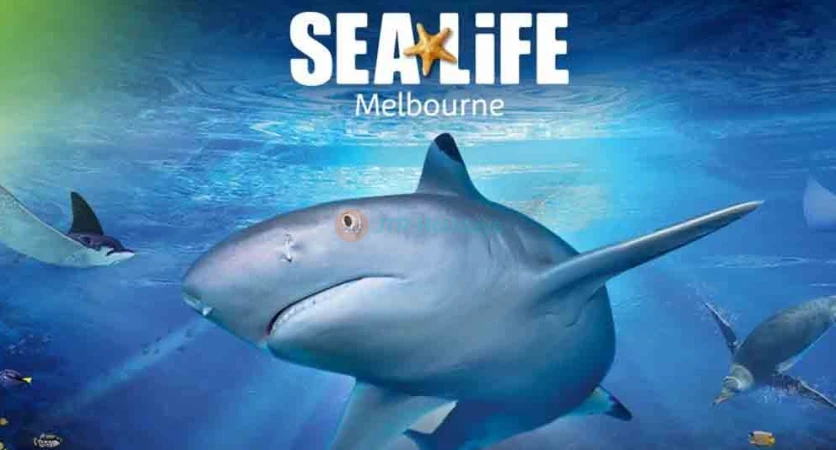 Sea Life Melbourne Aquarium - Book Your Ticket Online - JTR Holidays
