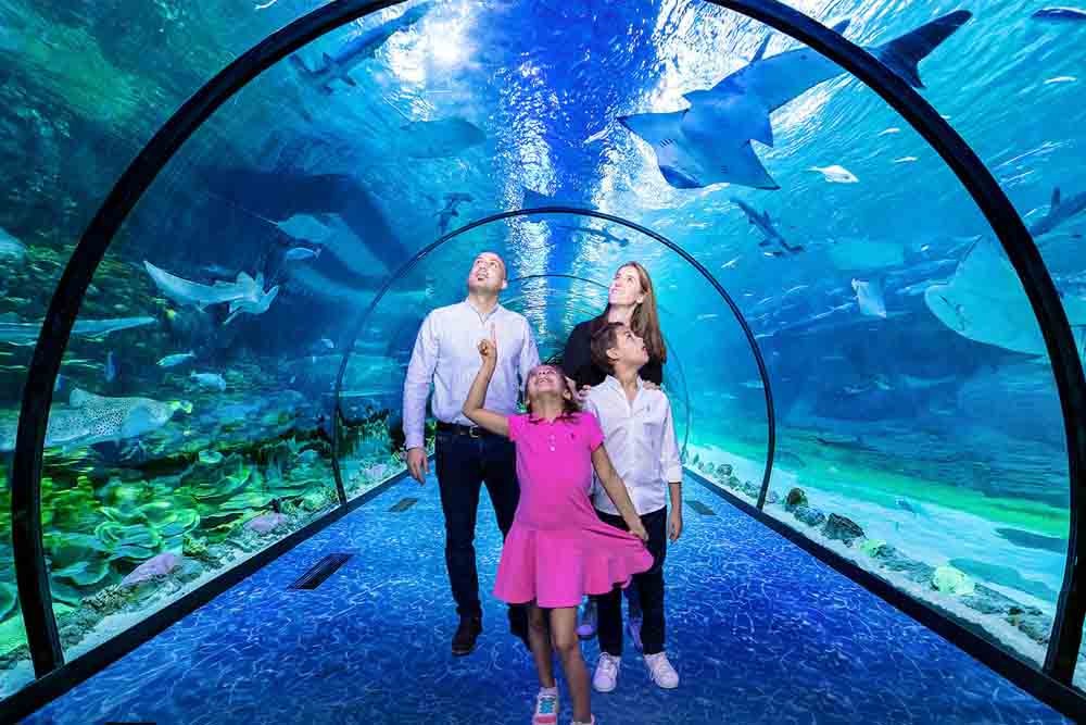 National Aquarium Abu Dhabi - The National Aquarium Abu Dhabi is the largest aquarium in the Middle East and is home to 46,000 animals spread across 10 zones. The aquarium houses more than 200 sharks and rays, representing 25 different species. All of the animals are cared for by a team of 80 sea-life experts. National Aquarium Abu Dhabi - Image 1 of 5
